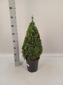 Dekoratyvinis krūmas, buksmedis, piramidės formos, vazonėlio skersmuo 21 cm.