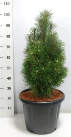 Spygliuotis, pušis "Richard", vazonėlio skersmuo 40 cm.
