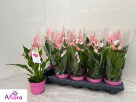 Kambarinis augalas, anturis "Lilli", vazonėlio skersmuo 10 cm.