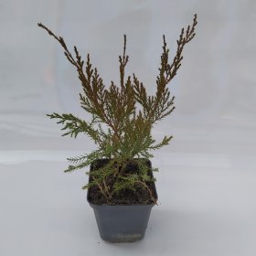 Spygliuotis, kadagys "Mint Julep", vazonėlio skersmuo 9 cm.