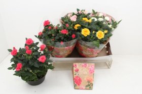 Kambarinis augalas, roželė (įvairios), vazonėlio skersmuo 20 cm.