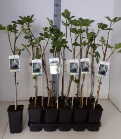 Vaismedis, figa "Carica", vazonėlio skersmuo 12 cm.