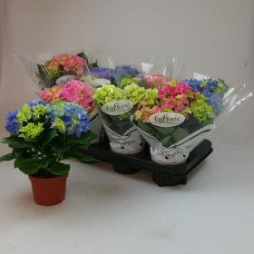 Kambarinis augalas, hortenzija, vazonėlio skersmuo 11 cm.