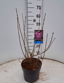 Dekoratyvinis krūmas, alyva "Josée", vazonėlio skersmuo 21 cm.