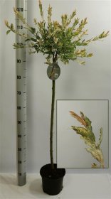 Dekoratyvinis medis, karklas sveikalapis "Hakuro-nishiki", ant stiebo, aukštis 80 cm., vazonėlio skersmuo 19 cm.