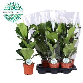 Kambarinis augalas, fikusas "Lyrata", vazonėlio skersmuo 17 cm.