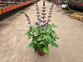 Vienmetė gėlė, šalavijas "Salgoon", vazonėlio skersmuo 17 cm.