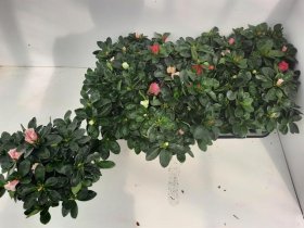 Kambarinis augalas, azalija, vazonėlio skersmuo 12 cm.