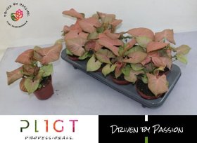 Kambarinis augalas, singonis "Arrow", vazonėlio skersmuo 12 cm.