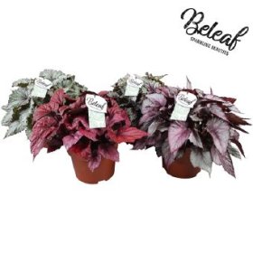 Kambarinis augalas, begonija "Beleaf", vazono skersmuo 17 cm.