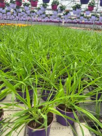 Žolinis augalas, lagūras kiaušininis, vazonėlio skersmuo 11 cm.