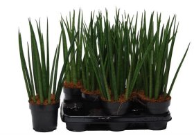 Kambarinis augalas, sansevjera cilindrinė, vazonėlio skersmuo 12 cm.