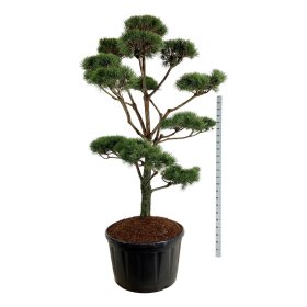 Spygliuotis, pušis paprastoji (bonsai), aukštis 200-225 cm., vazonas 285 l.