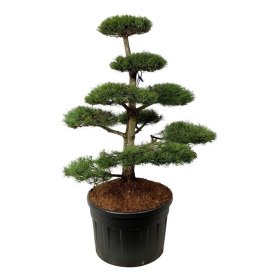 Spygliuotis, pušis juodoji (bonsai), aukštis 125-150 cm., vazonas 230 l.