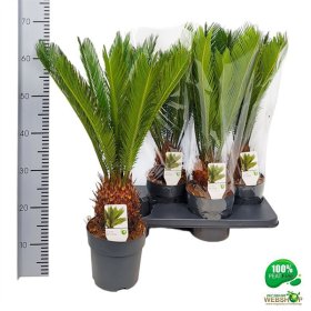 Kambarinis augalas, cykas "Revoluta", vazonėlio skersmuo 17 cm.