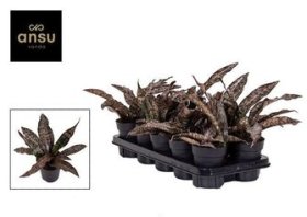 Kambarinis augalas, sansevjera "Star Canary", vazonėlio skersmuo 9 cm.