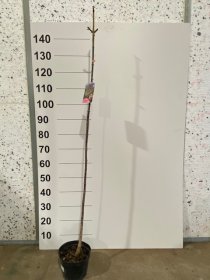 Dekoratyvinis medis, klevas "Flamingo", vazonėlio skersmuo 21 cm.