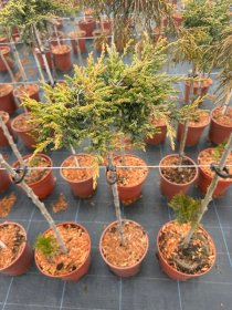 Spygliuotis, kadagys paprastasis "Goldschatz", ant stiebo, vazonėlio skersmuo 23 cm.