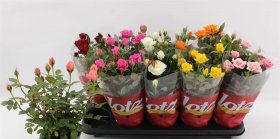 Kambarinis augalas, roželė Lotz Gem, vazonėlio skersmuo 12 cm