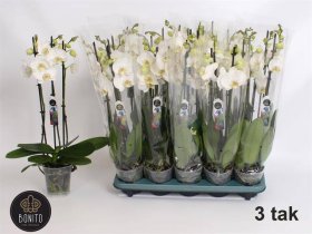 Kambarinis augalas, orchidėja, 3 šakos, baltos sp., vazonėlio skersmuo 12 cm.