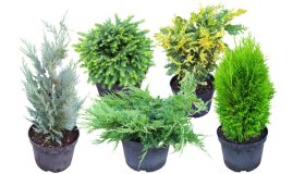 Spygliuotis, įvairūs, vazonas 5 l.