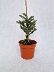 Spygliuotis, kėnis korėjinis "Molli", vazonėlio skersmuo 19 cm.