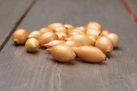 Valgomųjų žieminių svogūnų sodinukai Shakespeare, ASEJA, 14/21 mm, 0,5 kg