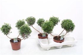 Kambarinis augalas, mirta formuota, vazono skersmuo 12 cm.