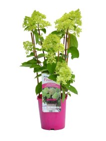 Dekoratyvinis krūmas, šluotelinė hortenzija PRB, vazonas 2 l.