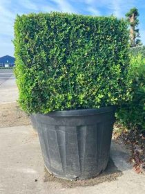 Dekoratyvinis krūmas, buksmedis paprastasis, kvadrato formos, aukštis 65-70 cm., vazonėlio skersmuo 50 cm.