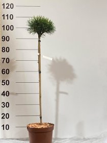 Spygliuotis, pušis "Uncinata Wiel", ant stiebo, vazonėlio skersmuo 23 cm.