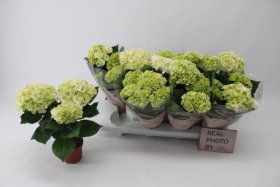 Kambarinis augalas, hortenzija (3+ žiedai), vazonėlio skersmuo 11 cm.