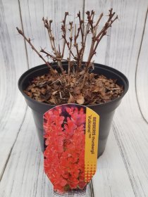 Dekoratyvinis krūmas, raugerškis tunbergo "Vulkano", vazonas 2 l.