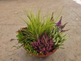 Vienmetė gėlė, rudeninių gėlių kompozicija T35, vazonėlio skersmuo 35 cm.