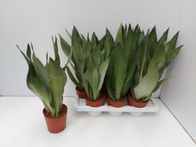 Kambarinis augalas, sansevjera "Moonshine", vazonėlio skersmuo 14 cm.