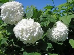 Dekoratyvnis krūmas, putinas "Roseum", vazonas 5 l.