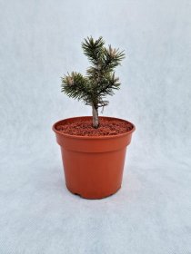 Spygliuotis, pušis kalninė "Humpy", vazonas 3 l.