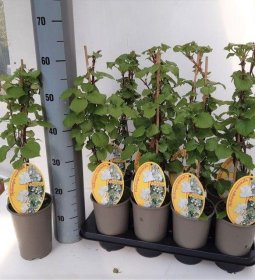 Vijoklinis augalas, hortenzija laipiojančioji, vazonėlio skersmuo 14 cm.