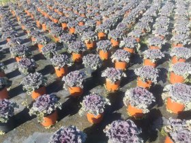 Vienmetė gėlė, dekoratyvinis kopūstas, vazonėlio skersmuo 12 cm.