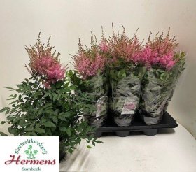 Daugiametė gėlė, astilbė "Youn Pink", vazonėlio skersmuo 15 cm.