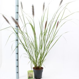 Žolinis augalas, soruolė "Black Beauty", vazonėlio skersmuo 17 cm.