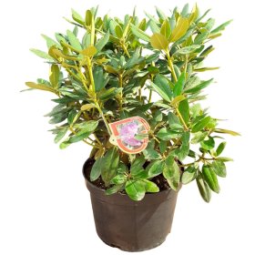 Dekoratyvinis krūmas, rododendras, įvairūs, vazonas 15 l.