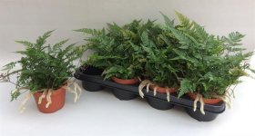 Kambarinis augalas, papartis, vazonėlio skersmuo 13 cm.