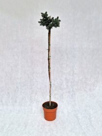Spygliuotis, eglė dygioji "Glauca Globosa", aukštis 140-160 cm., vazonėlio skersmuo 23 cm.