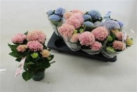 Dekoratyvinis krūmas, hortenzija didžialapė "Mag", įvairios, vazonėlio skersmuo 12 cm.