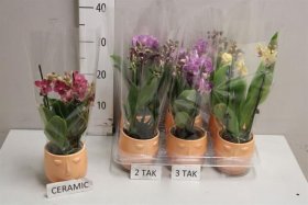 Kambarinis augalas, orchidėja (Phalaenopsis), keraminiame vazonėlyje, vazonėlio skersmuo 9 cm.