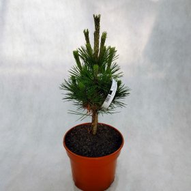 Spygliuotis, pušis tunbergo "Maijima", vazonėlio skersmuo 20 cm.