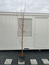 Dekoratyvinis medis, klevas "Fairview Flame", vazonėlio skersmuo 39 cm.