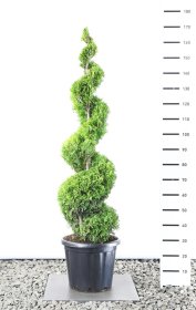 Spygliuotis, tuja vakarinė "Golden Brabant", spiralės formos, aukštis 125-150 cm., vazonas 35 l.