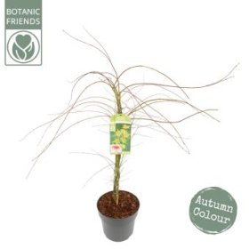 Dekoratyvinis medis, klevas plaštakinis "Emerald Lace", vazonėlio skersmuo 29 cm.